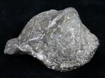 Large Pyrite Replaced Brachiopod - Silica Shale #8806-1